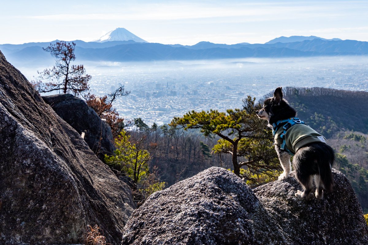 mix_aaron8950's tweet photo. 甲府にある八王子山
富士山や南アルプス、甲府盆地が一望できます。
#登山犬
#チワワ
#チワックス
#dogphot
#これソニーで撮りました
#SonyAlpha
#Japan https://t.co/cJd6ZtG8UC