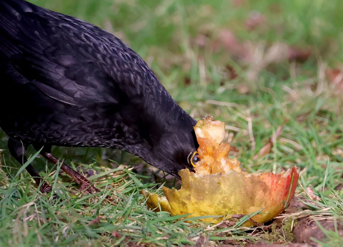 A male blackbird enjoying a fallen apple.