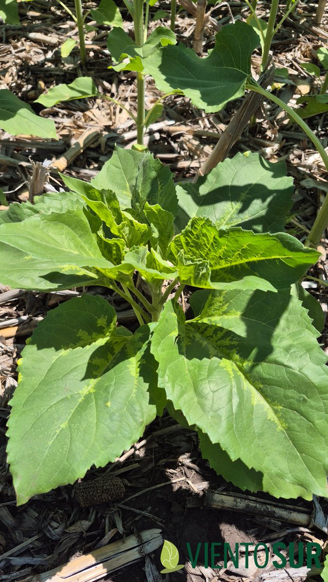 Mildiu en girasol 🌻. 
En general baja incidencia,  en este campo un poco más,  es bajo y debe tener mucha historia de girasol.
#yomonitoreo 🧐