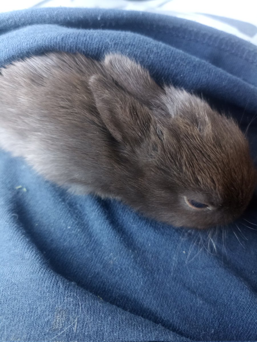 Tengo un conejo ahora, les presento a Cacao :]