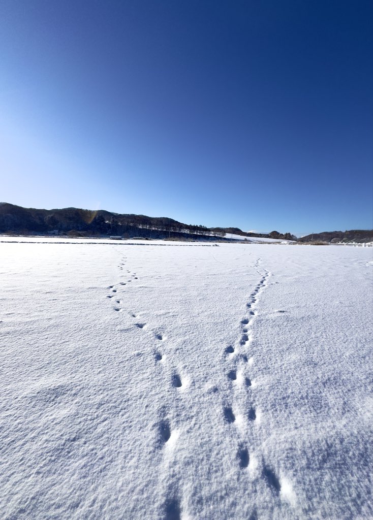 o13840's tweet image. 優しい冬物語。

また明日も遊ぼうね🦊🐾

もしかしたら…
そんな会話をして別々の家路に😉