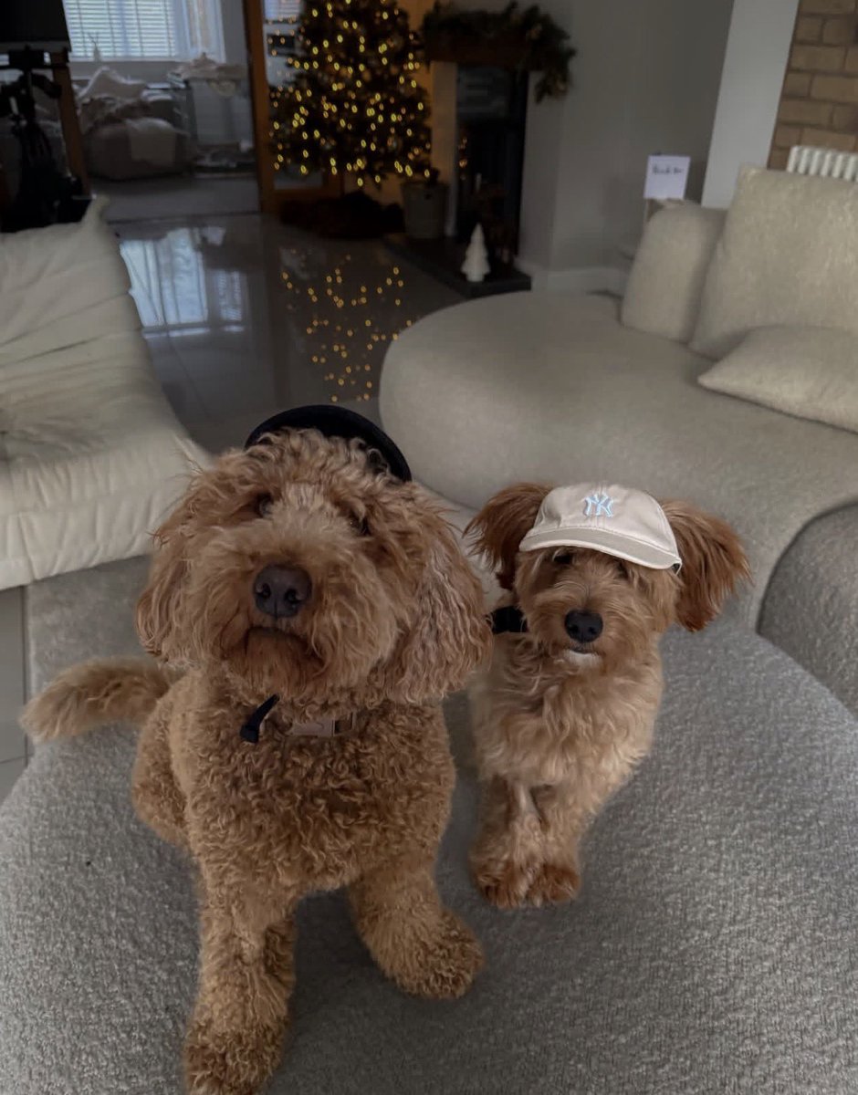 What breed is more cuter? ❤️‍🔥