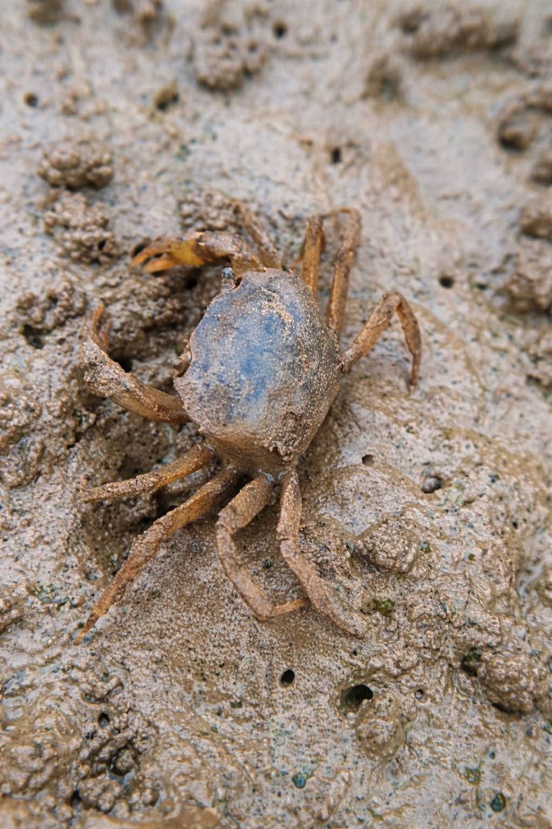Selamat pagi....
Dulu, saat masih kecil dan sering main di sawah, aku akrab dengan Yuyu (kepiting sawah).
Di kampung ku, Yuyu sering dipercaya bisa “nangkap tuyul”. Kepercayaan ini hidup turun-temurun sebagai bagian dari ilmu titen, cara orang Jawa membaca alam lewat tanda dan