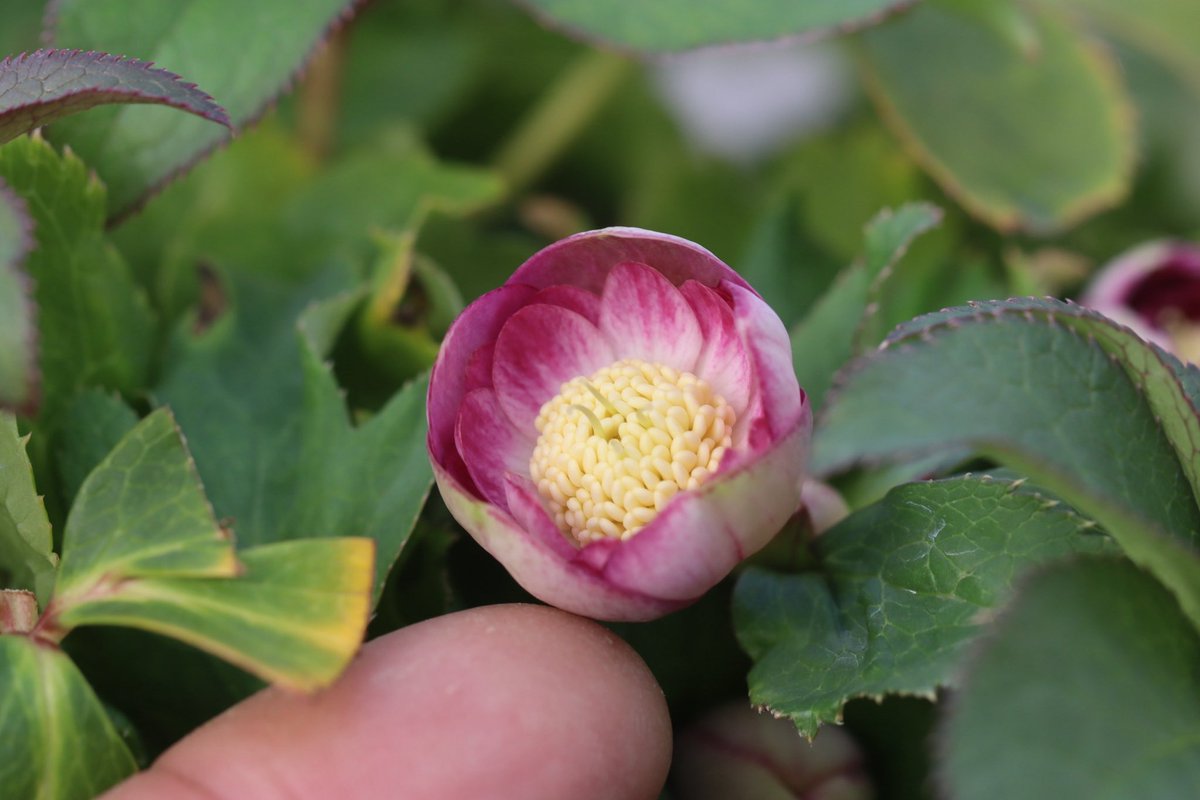 大木ナーサリー デュメ系 フルスポット 週末セール】大木ナーサリー