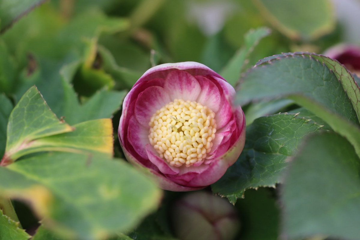 大木ナーサリー　ノスタルジアdd6号充実株！ 大木ナーサリー ノスタルジアdd6号充実株！