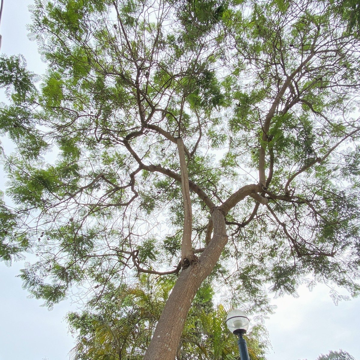 Al pie de un Jacarandá 🌳me enraízo. Descalza, descargo energías apoyando mis manos sobre el césped. Equilibro cargas eléctricas de mi cuerpo, absorbiendo electrones para reducir la inflamación y el estrés acumulados del día. #earthing #jacarandatree #nature