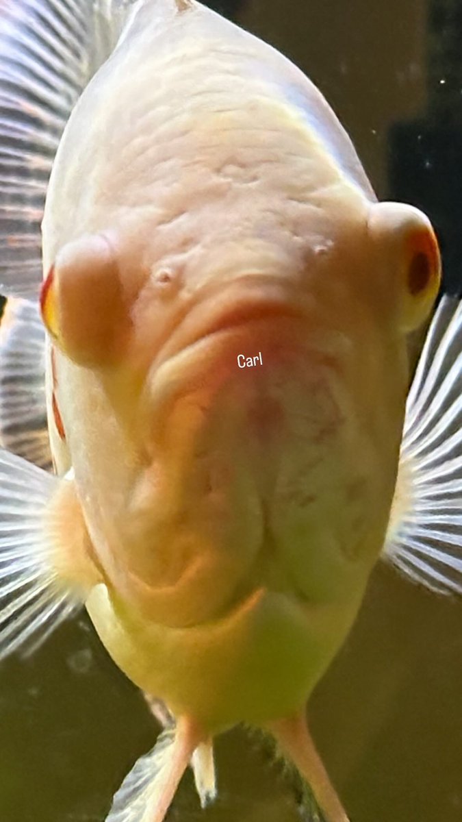 GenTheHobbit tweet media