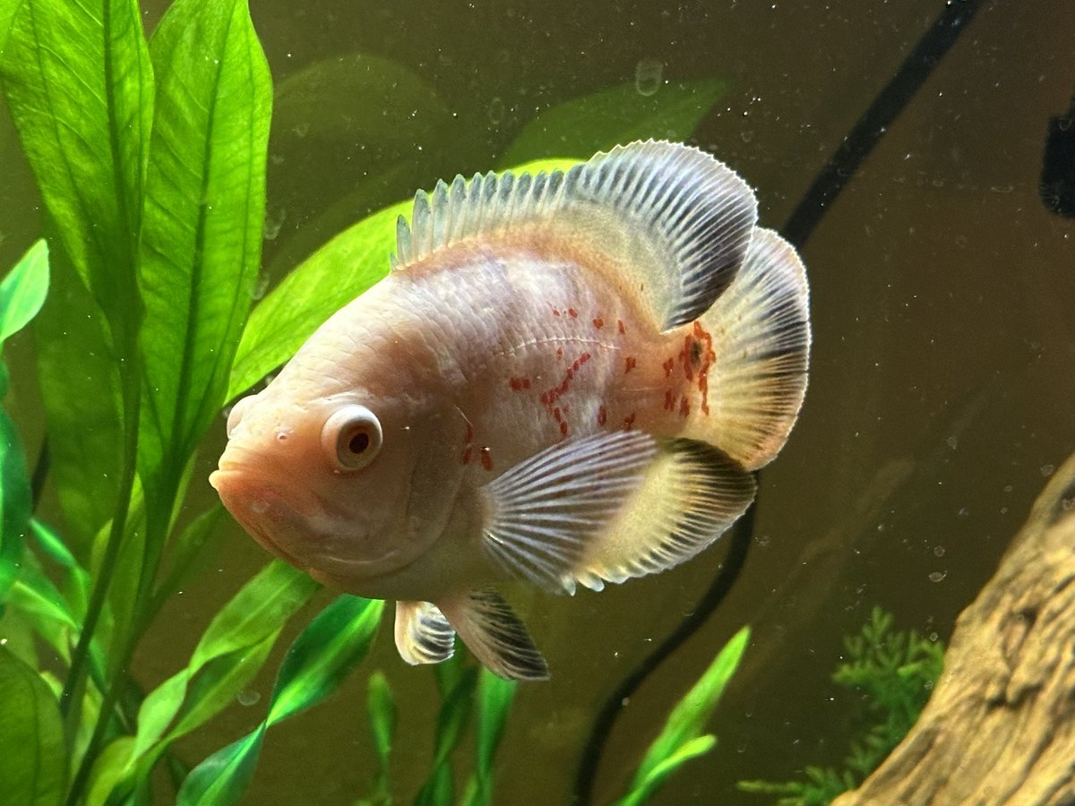 GenTheHobbit tweet media