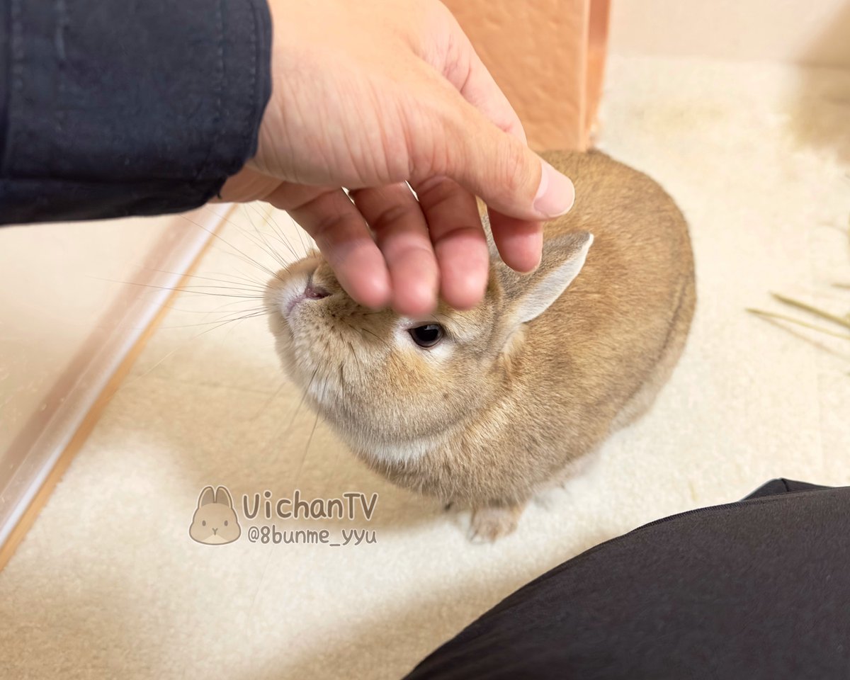 天使うさぎ族『琴音』 (@AneKotone) / Posts / X