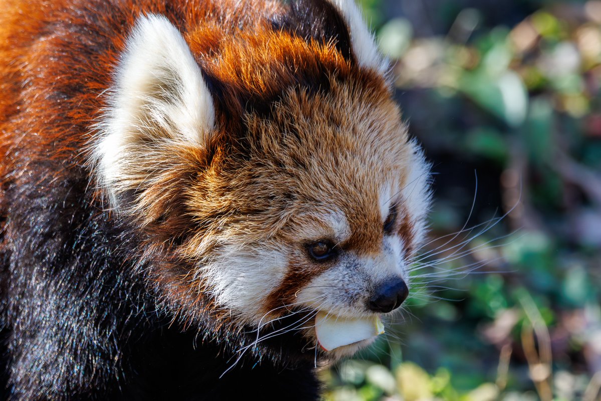 赤リンゴポシェットを下げたレッサーパンダさん 飼育員さんから目にも止まらなぬ速さでリンゴを奪い取ると、またしても