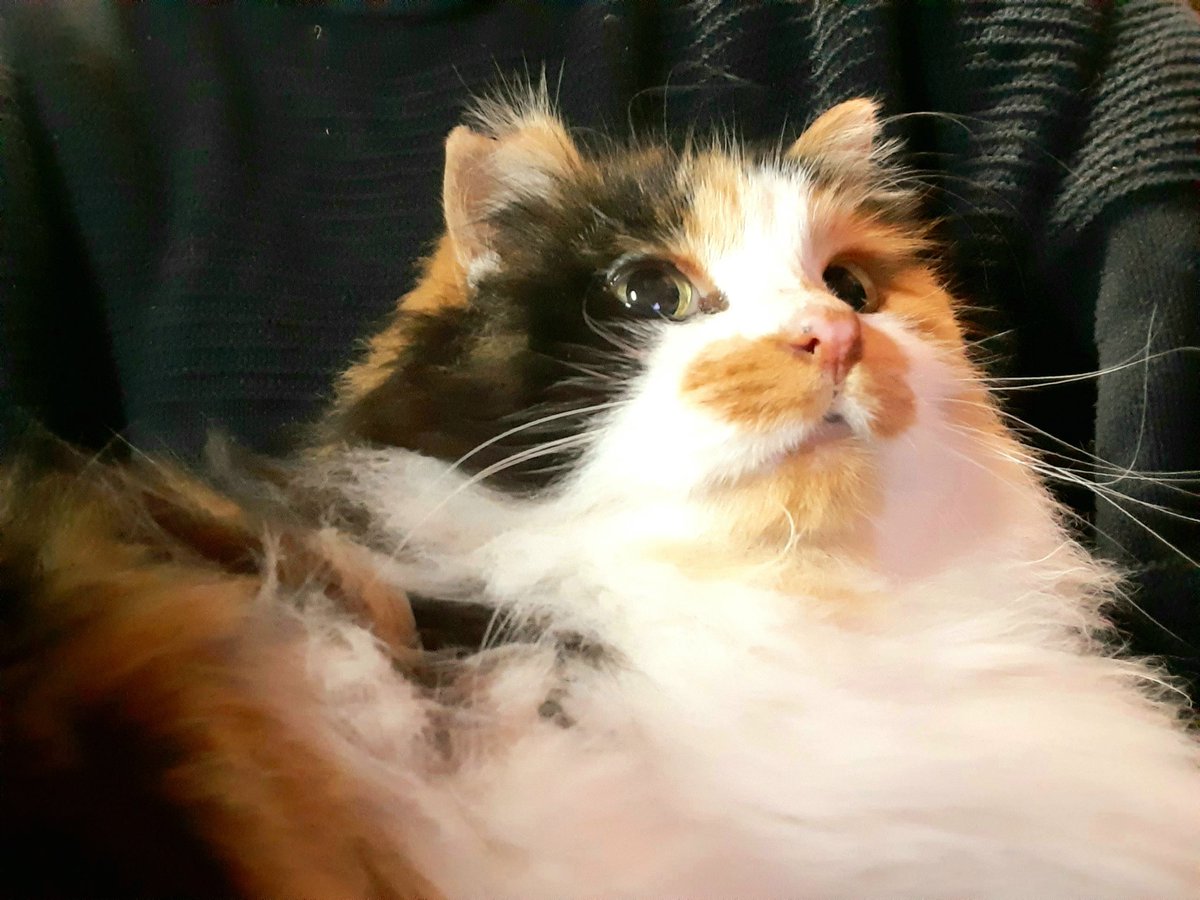 冬毛でモコモコ 