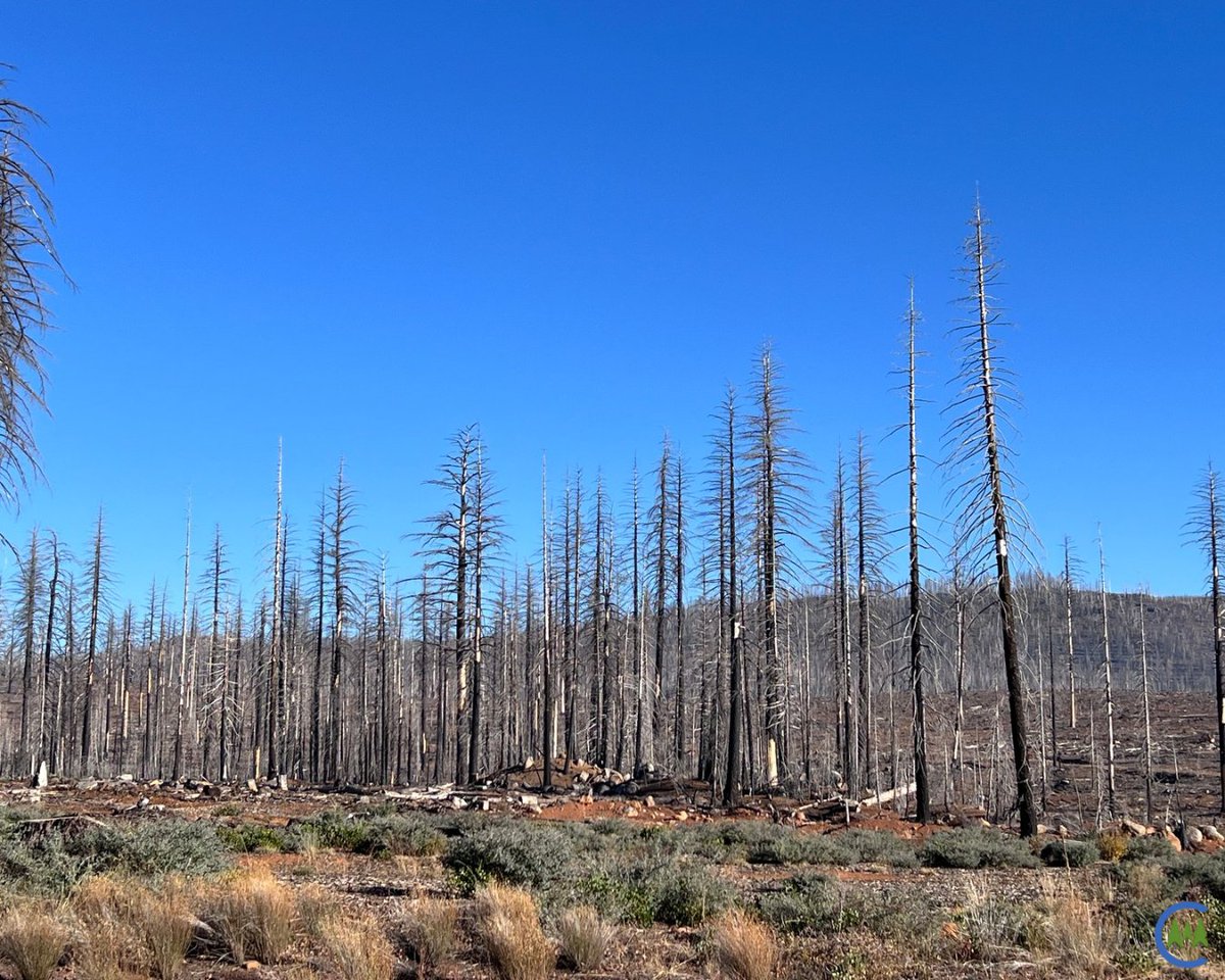 California Forestry Association tweet media