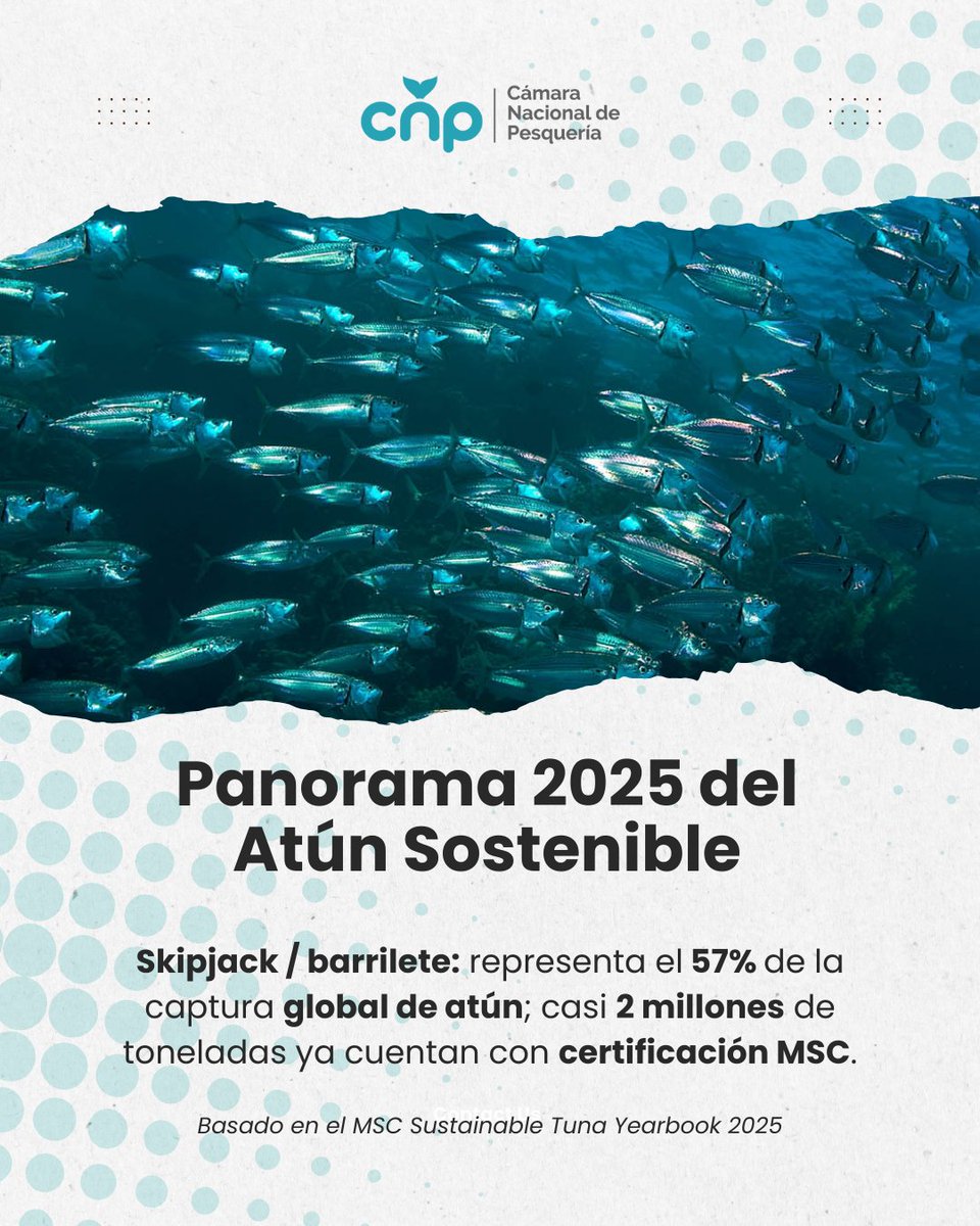 #TunaYearbook2025 | El liderazgo del barrilete en la pesca mundial refleja cómo una especie bien gestionada puede sostener mercados, empleo y abastecimiento sin comprometer el futuro del océano. La certificación MSC respalda ese equilibrio entre producción y responsabilidad. ⚓📈