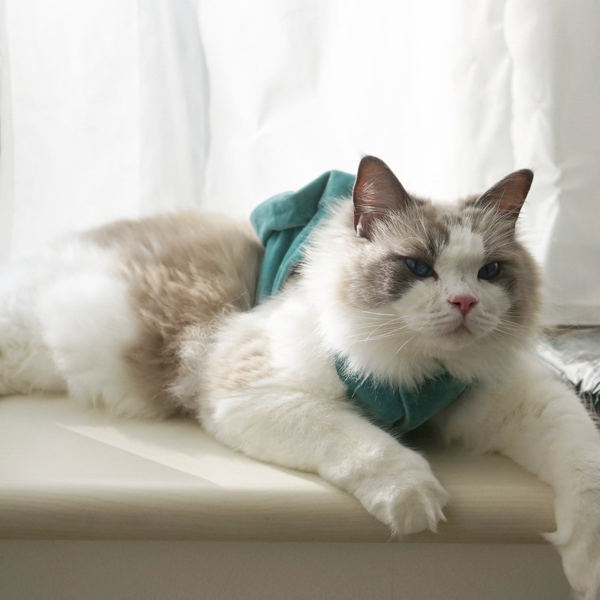 わたあめ (@wataamedetyuyo) / Posts / X