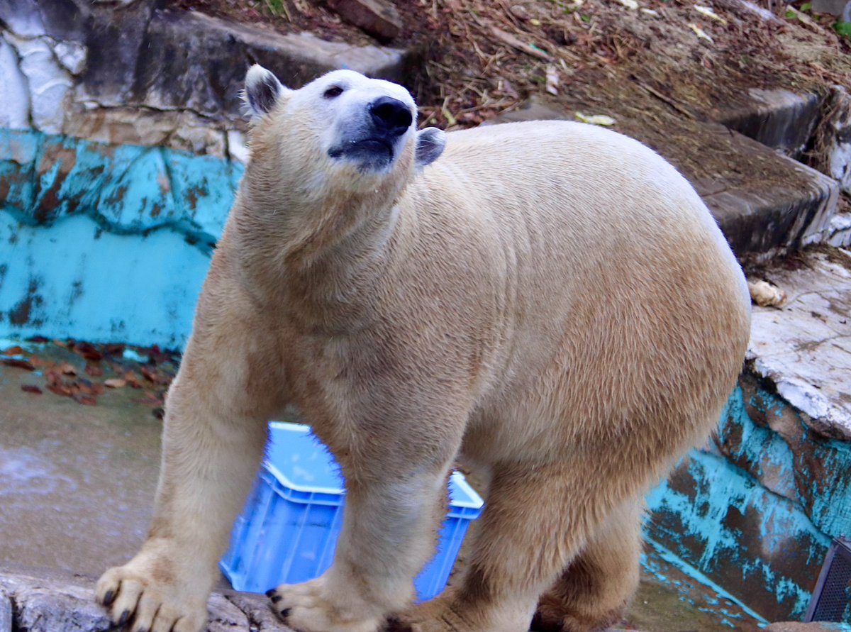 ホッキョクグマ「フブキ」5歳 知らないうちに大きくなってた感