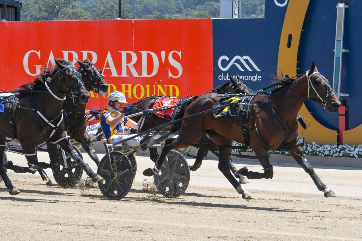 Club Menangle tweet media