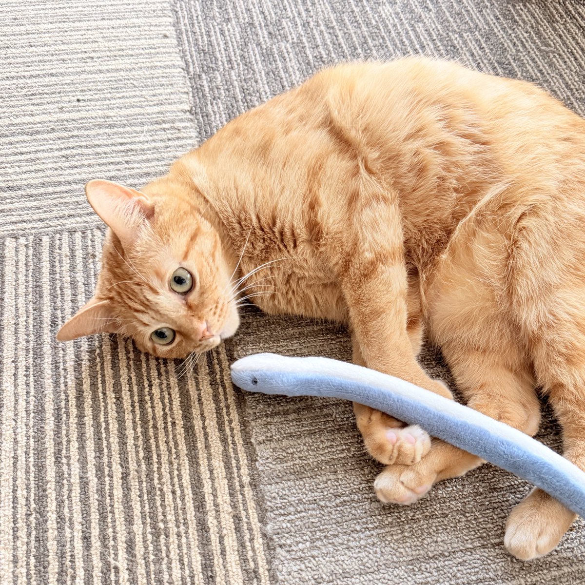 おねこさん🐈 (@moto_jia) / Posts / X