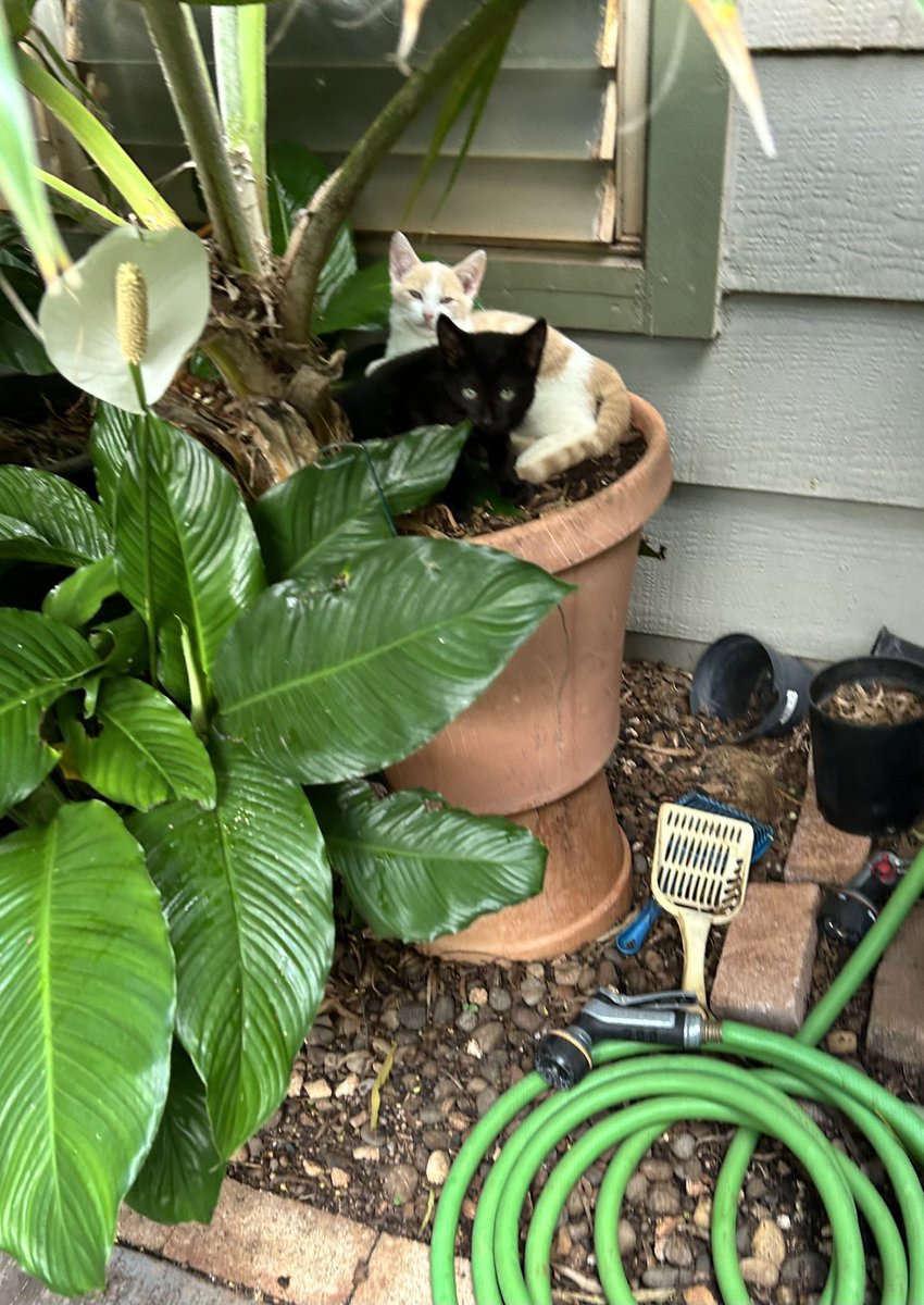 I’m teaching kittens Onyx and Peaches how to conduct a proper #Hedgewatch. Today we are doing a  #HedgewatchforOzzybop. He will be missed.