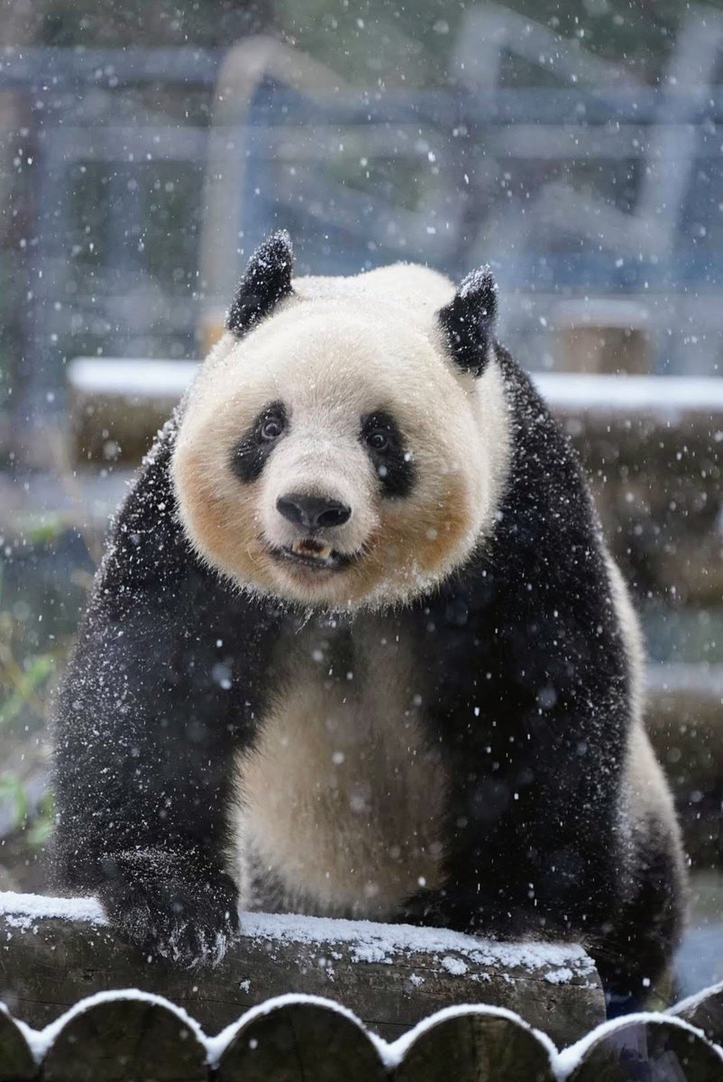 nemuipanda_taka's tweet photo. あの時 のもう一瞬✨ 🐼❄️
☃️ 四年前の今日でした ☃️
 シャンシャン ✨
雪❄️の積もる櫓に登り…　✨こちらをチラリ 🥳🤍
　　　　2022/01/06
#シャンシャン
#雪 #SNOW #snow
#カメラ目線 #これ一枚！
#上野動物園 
#パンダ🐼 #XiangXiang https://t.co/kITwzf2IB7