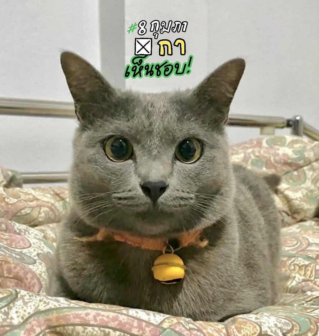 sunaibkk's tweet image. เห็นชอบ! #ประชามติ69 #ประชามติ #แก้รัฐธรรมนูญ