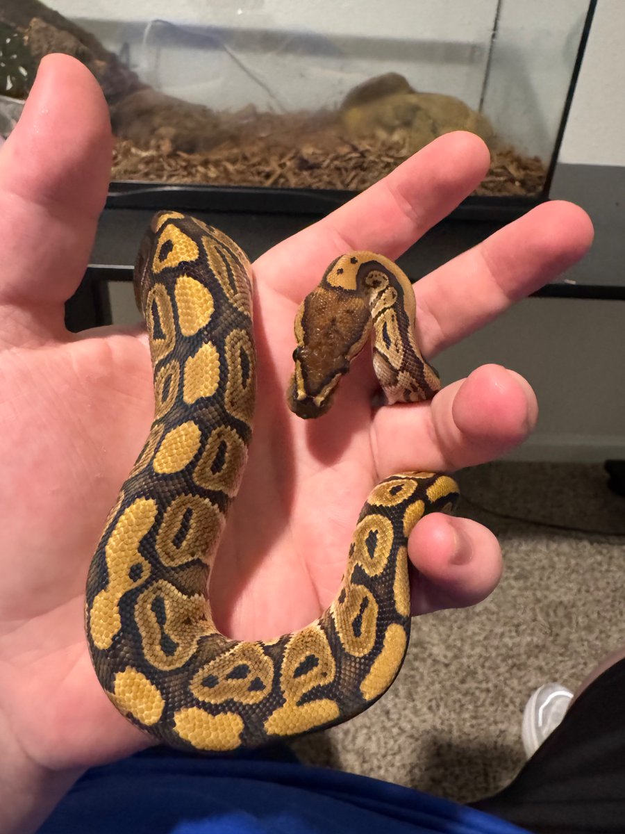 intelm00se's tweet photo. @MorphMarket need help identifying this morph of ball python or if I was ripped off and sold a normal. For context it was sold to me as a red stripe het clown morph. I’m new to this and would like to make sure I got my moneys worth thank you! https://t.co/FhuXJCz9Ze