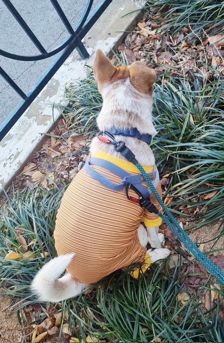 가족찾는마일로🐶 (@milolucky5) on Twitter photo 