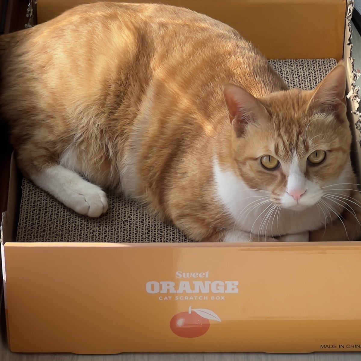 작년에 입던 패딩 올해 처음으로 꺼내입엇더니
냅다 니 누구야 시전