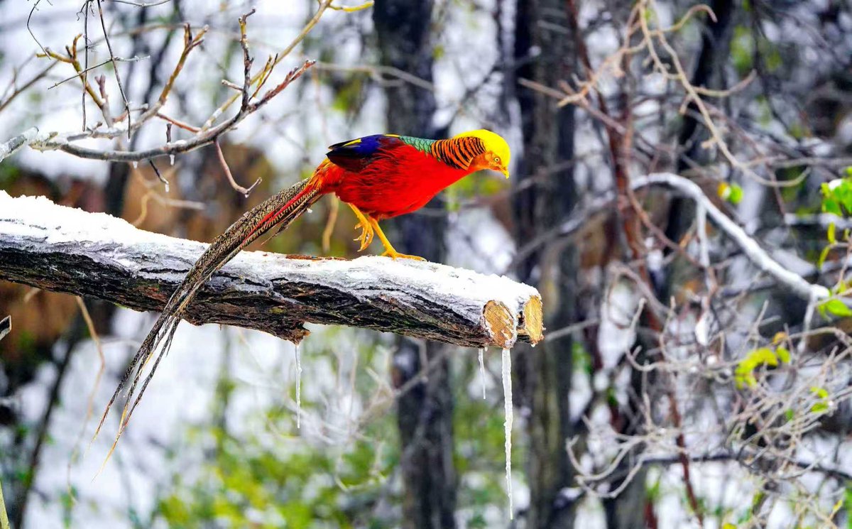 wPoOLMCUVR3276's tweet image. First snow of the year covers Niutou Mountain in Yuzhou. Bright golden pheasants with rainbow plumage frolic and forage here. A vivid winter scene!
#YuzhouWinter #NiutouMountain #GoldenPheasant #WinterWonderland