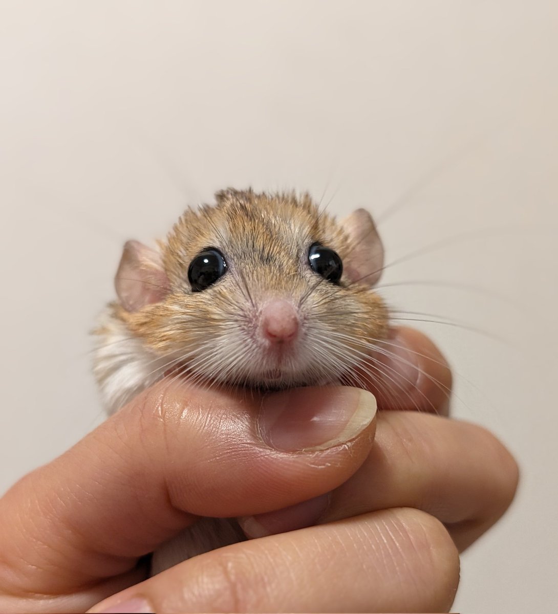 ゆっこ🐭ねずみの雑貨屋CLOVER🍀 (@nezumi3illust) / Posts / X