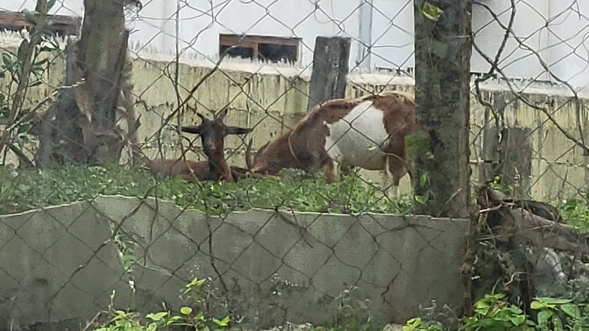 jar COMMS ARE OPEN tweet media