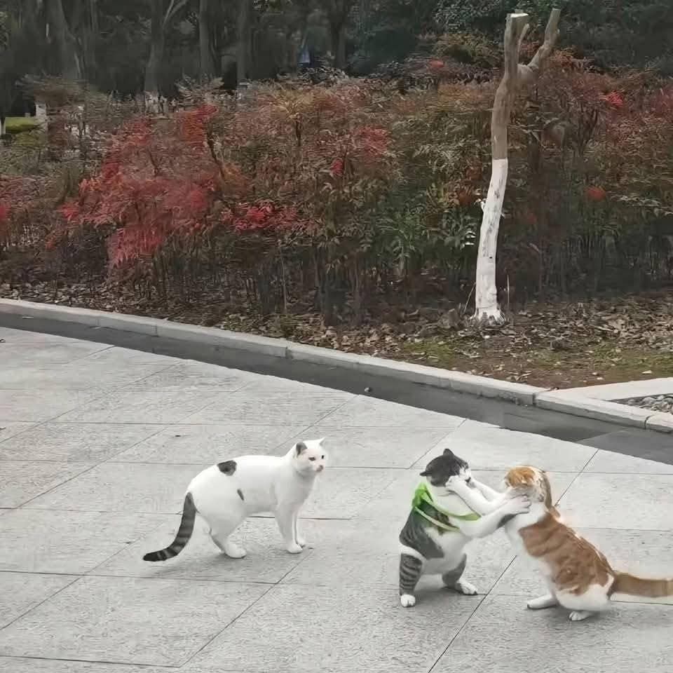 En la primera foto mi Gatito con su mochila nueva, en la segunda lo quisieron asaltar.