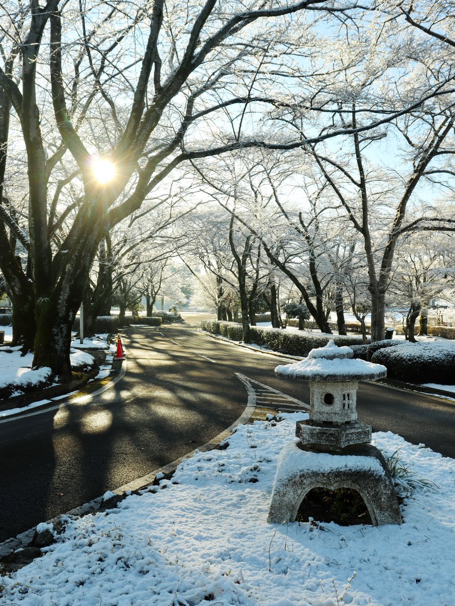 155hin's tweet image. 1116枚目　一日限りの真っ白なトンネル

#いばらきはいいぞ