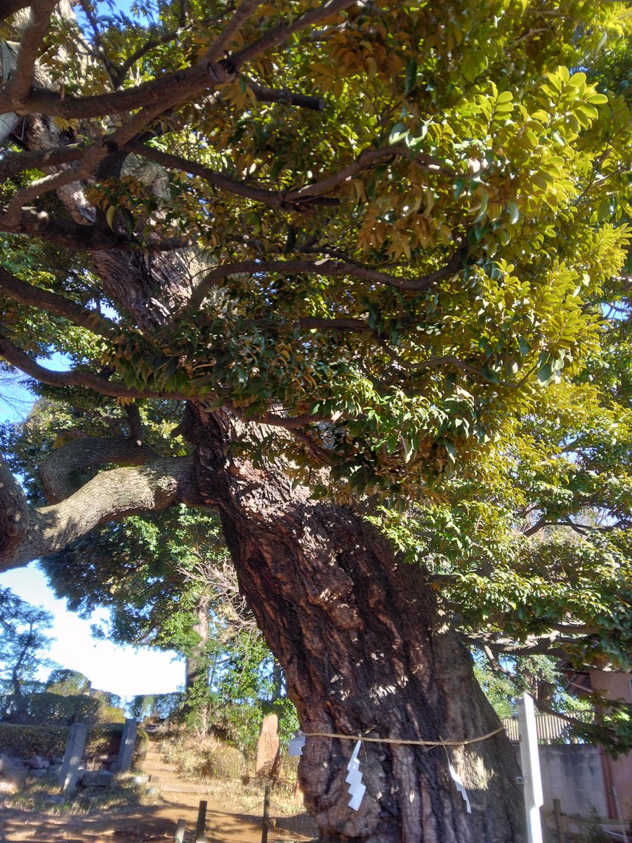 川口市にある九重神社のスダジイ。
ずっとキャラクターの名前かと思ってました。
スダジイとは、ブナ科シイ属の常緑広葉樹だそうです！