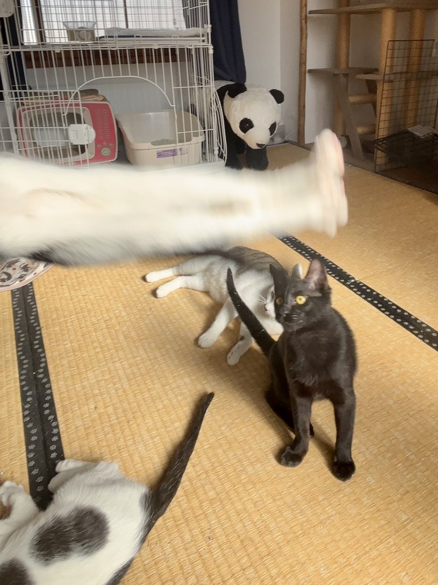 doronekoshelter's tweet photo. #猫の写真へたくそ選手権 https://t.co/bx7zgSaKtQ
