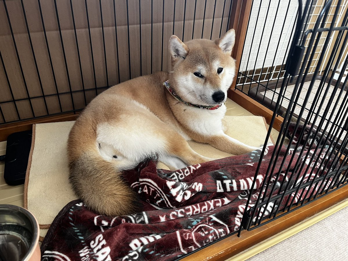 しば犬です。私の汗と涙が染み付いています。 柴犬こめ1歳 (@shibainukome) / Posts and Replies / X