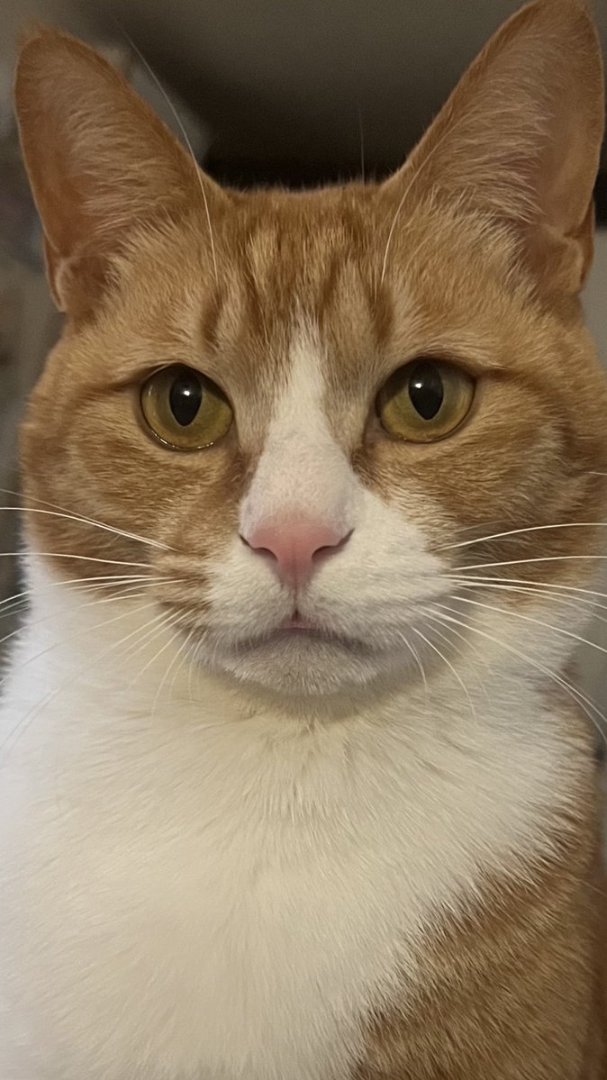 호도이 (@hodong609) on Twitter photo 