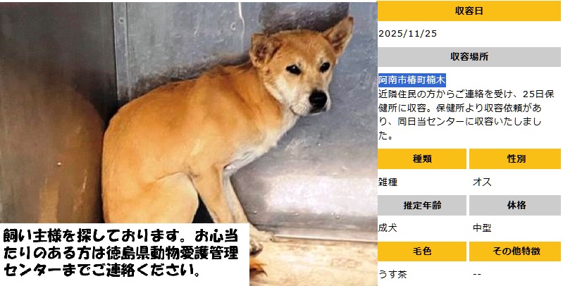 #徳島 #迷子犬
●11/25収容　成犬♂うす茶
阿南市椿町楠木　にて
●飼い主さん、お心あたりある方、至急ご連絡を！
命にきちんと向き合い、守ってほしい　殺処分は廃止！
どうか命が守られますように　※クレームNG！