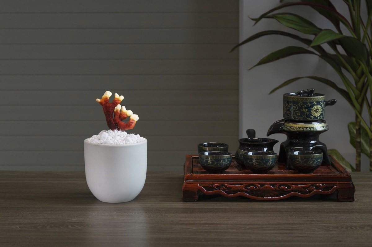 DoanNguyenPy's tweet image. Mùa Tết ư trong đầu mình không có động từ nghỉ mà là nghĩ, nghĩ cách bán hàng, kiếm tiền. Lên sản phẩm bảo đảm độc lạ, nguồn cung khan hiếm, em chỉ có duy nhất đúng 50 chậu hết số lượng lúc nào dừng lúc ấy, nên không có thời gian suy nghĩ đâu anh chị em…