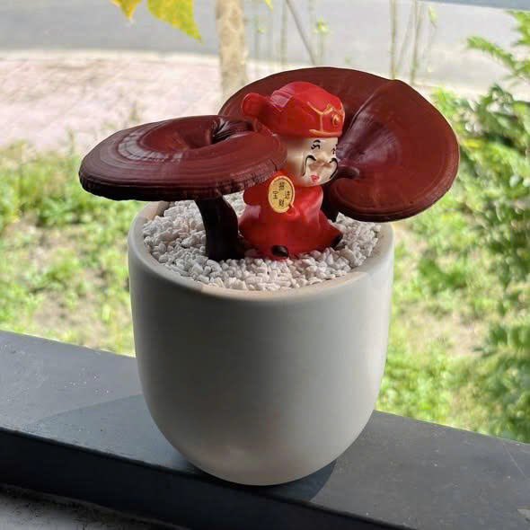 DoanNguyenPy's tweet image. Mùa Tết ư trong đầu mình không có động từ nghỉ mà là nghĩ, nghĩ cách bán hàng, kiếm tiền. Lên sản phẩm bảo đảm độc lạ, nguồn cung khan hiếm, em chỉ có duy nhất đúng 50 chậu hết số lượng lúc nào dừng lúc ấy, nên không có thời gian suy nghĩ đâu anh chị em…