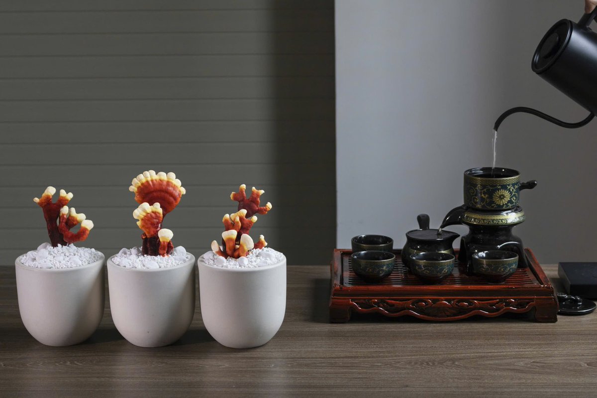 DoanNguyenPy's tweet image. Mùa Tết ư trong đầu mình không có động từ nghỉ mà là nghĩ, nghĩ cách bán hàng, kiếm tiền. Lên sản phẩm bảo đảm độc lạ, nguồn cung khan hiếm, em chỉ có duy nhất đúng 50 chậu hết số lượng lúc nào dừng lúc ấy, nên không có thời gian suy nghĩ đâu anh chị em…