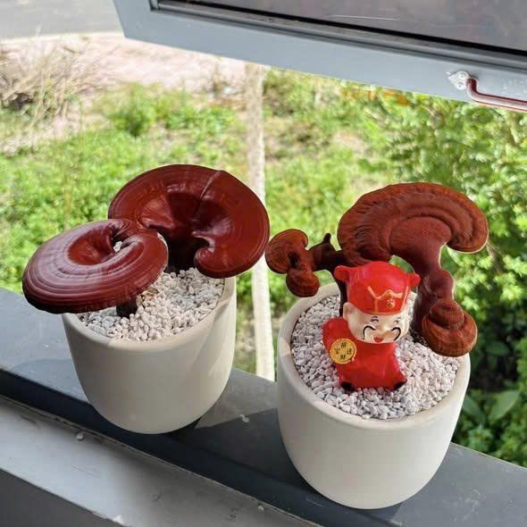 DoanNguyenPy's tweet image. Mùa Tết ư trong đầu mình không có động từ nghỉ mà là nghĩ, nghĩ cách bán hàng, kiếm tiền. Lên sản phẩm bảo đảm độc lạ, nguồn cung khan hiếm, em chỉ có duy nhất đúng 50 chậu hết số lượng lúc nào dừng lúc ấy, nên không có thời gian suy nghĩ đâu anh chị em…