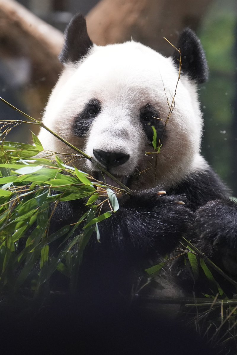 レイちゃん
📷2026.1.6
#レイレイ #ジャイアントパンダ