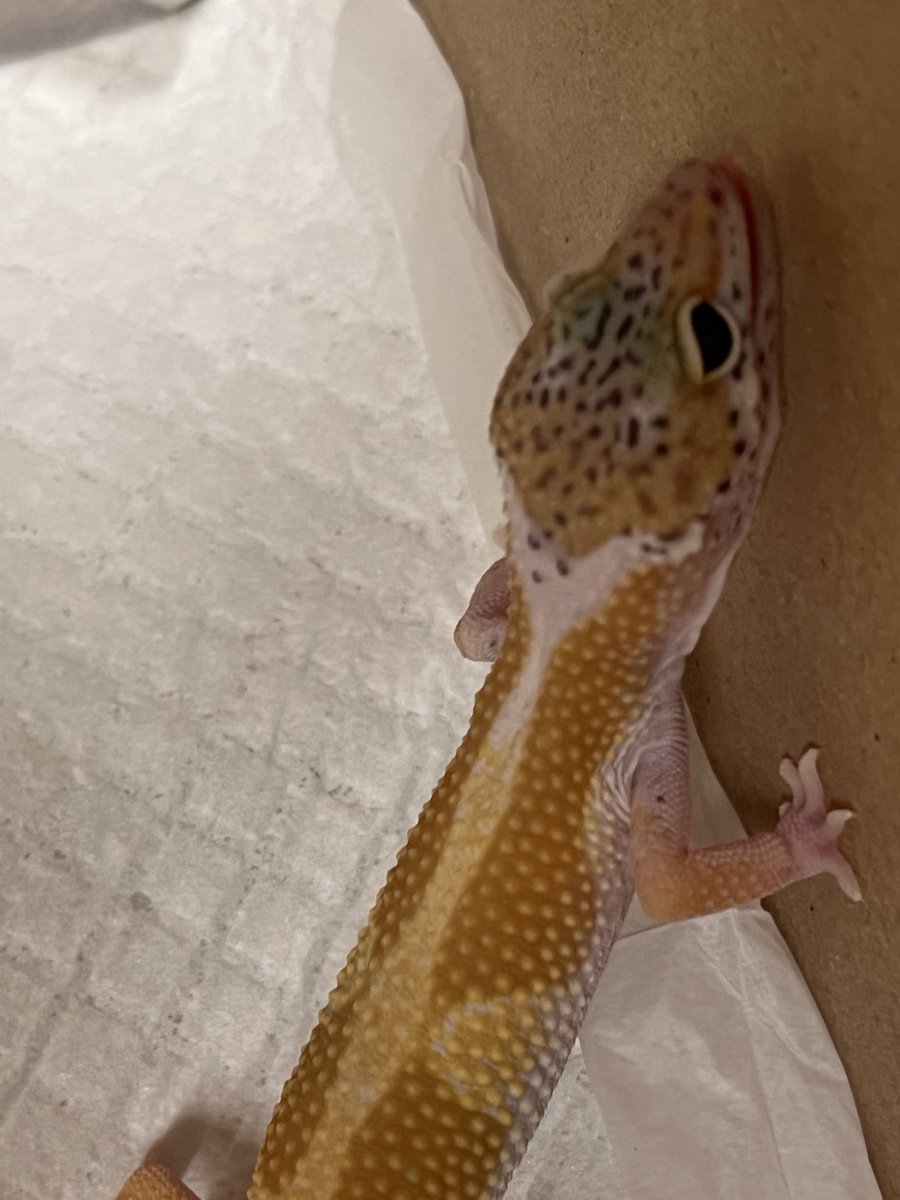 【✨️お迎え報告✨️】
レオパードゲッコー タンジェリンスノーhetベルアルビノのベビーお迎え決まりました！！！
カラーがとても綺麗です︎💭！
たくさん食べてたくさん動いて大きくなってね
 #お迎え報告
 #ペットショップRicky
 #ふれあいあにまるぱーく
 #レオパードゲッコー