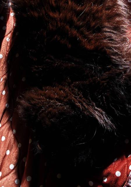 逆光で黒猫を撮影するとこうなります 