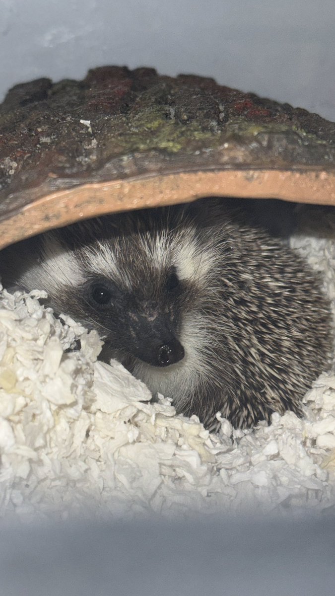 kyriospride's tweet photo. @kaylatemshiv Grats Kayla!  From one hedgehog lover to another (his name is Hammy). https://t.co/S6frMh9URg