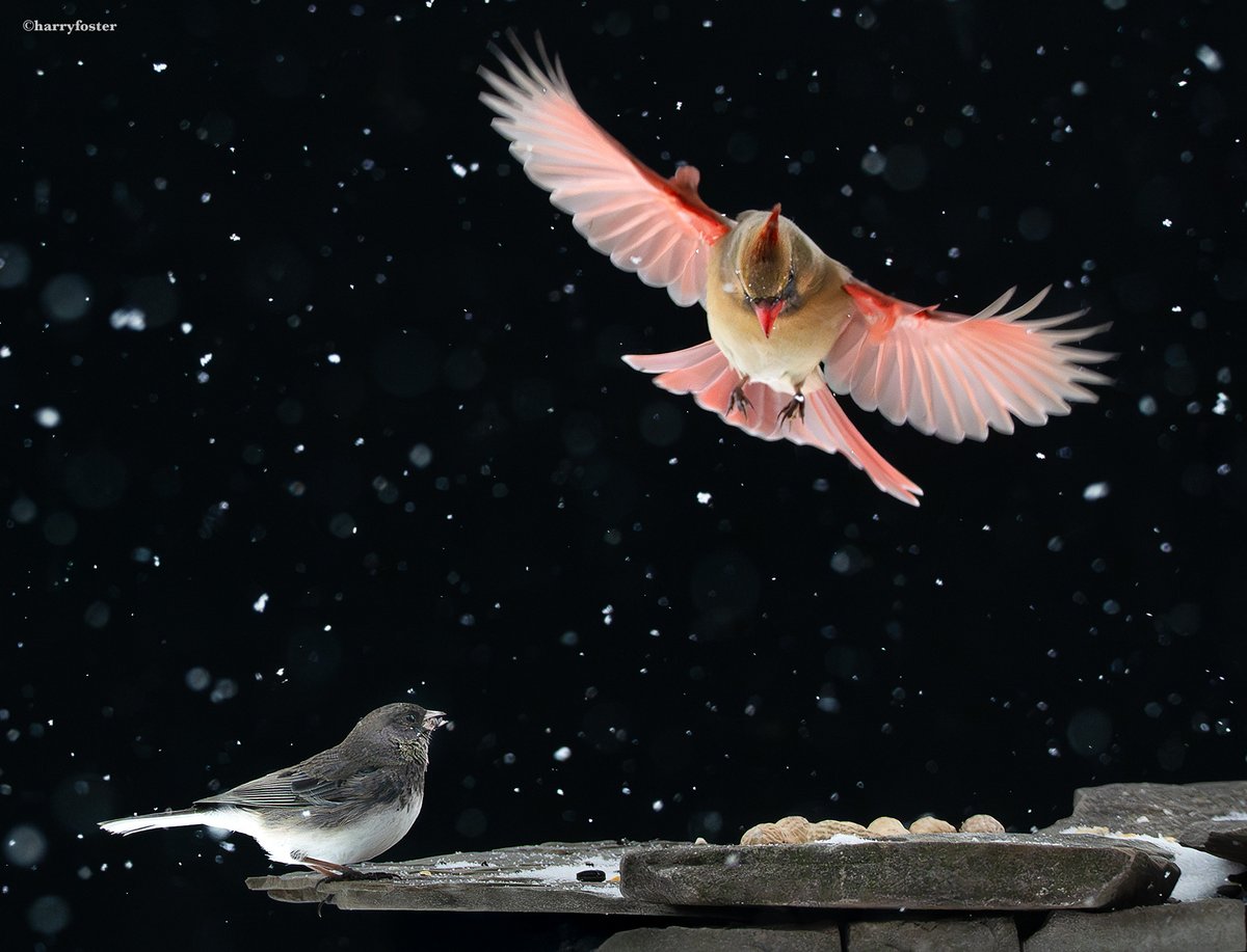 A couple more bird shots from today in the snow. The first two show #Sammy <a href="/BlueJay/">blueJay</a> interrupting Monsieur #Cardinal who takes off in a big hurry. The third shot show all calm again as Madame Cardinal comes in and a Junco calmly watches the landing.#NaturePhotography