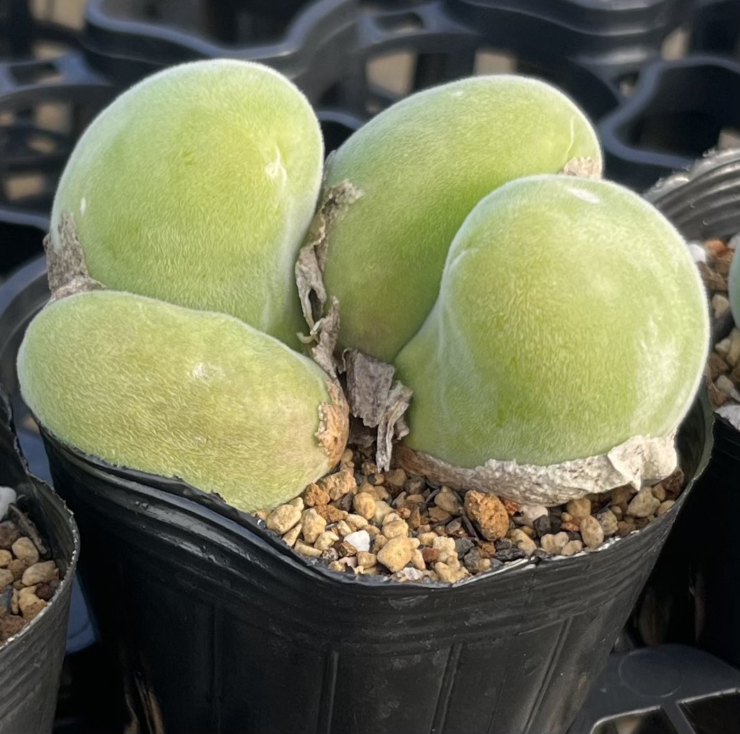 希少❤️✨ポルン✕ホーリンぜ✨beehouse苗❤️ 希少❤️✨ポルン✕ホーリンぜ✨beehouse苗❤️ 【公式通販】