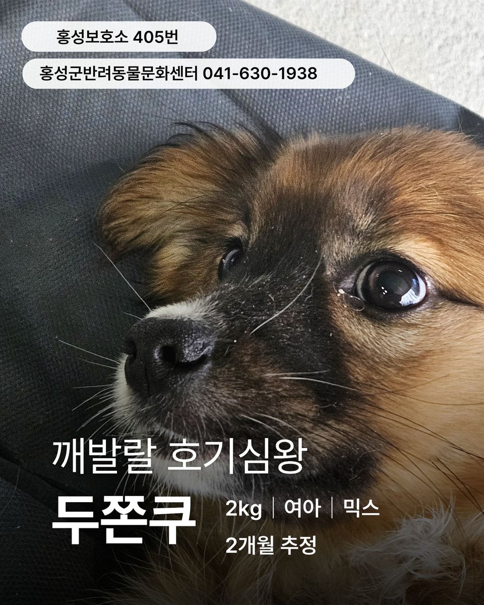 홍성보호소 봉사자님이 
개 이름이 두쫀쿠래서
안믿음
근데 진짜네…

(똥꼬발랄=마요가 예전에 똥꼬, 마요누나가 발랄이엇음. ㅁㅊ)