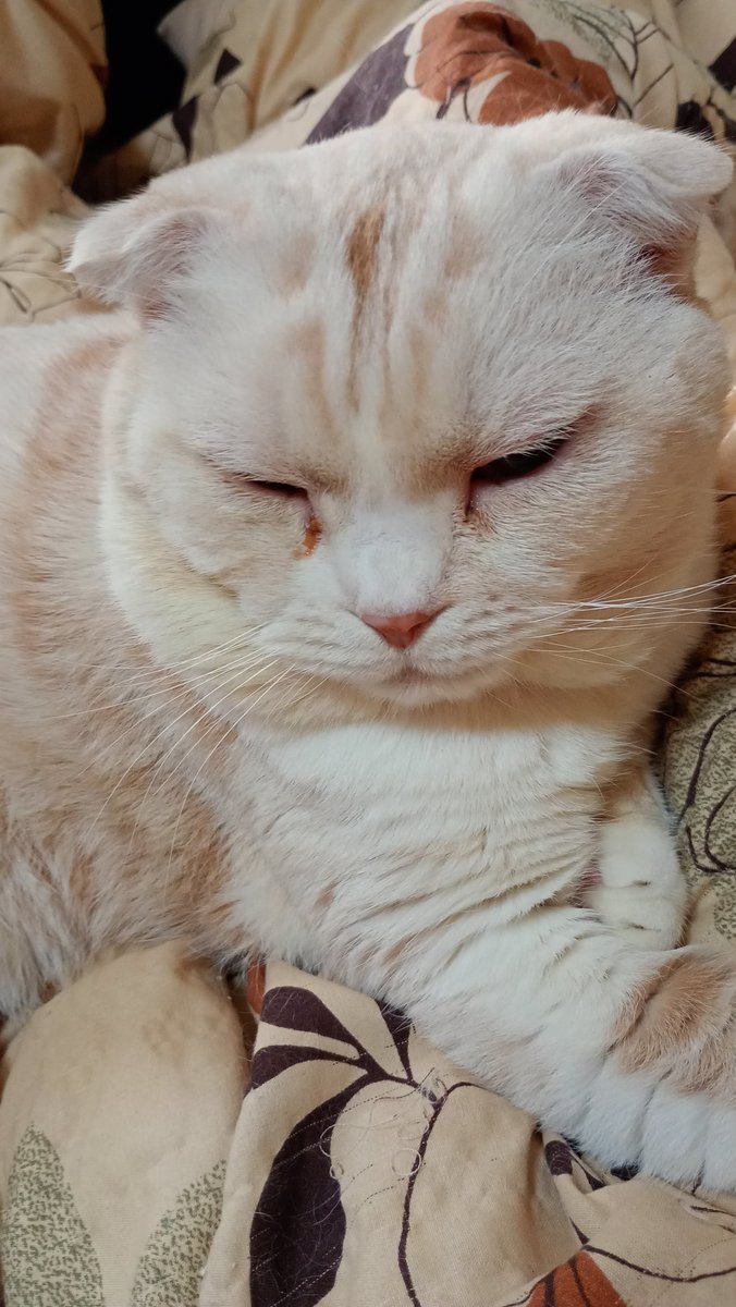 みーちゃんページ みーちゃん (@pon3767) / Posts / X