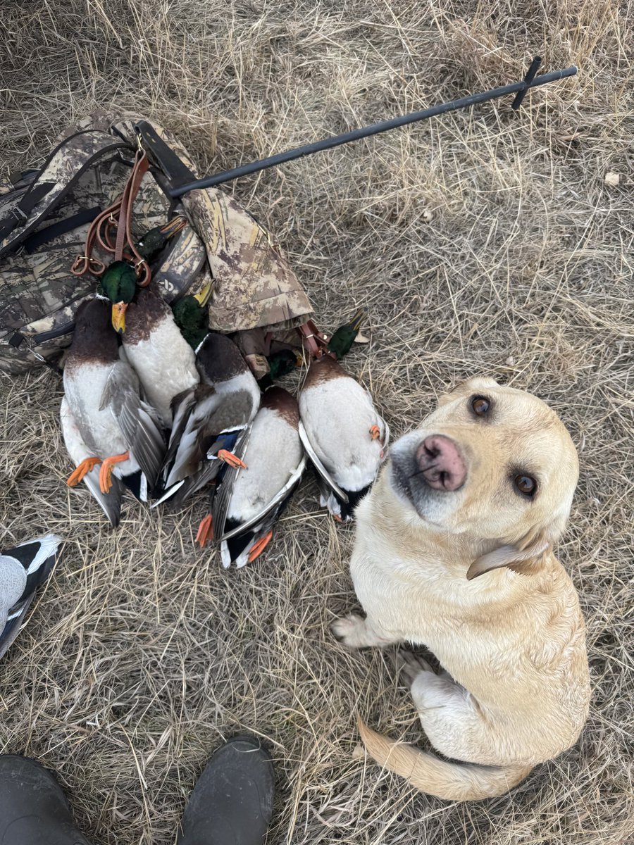 Ryan Callaghan tweet media